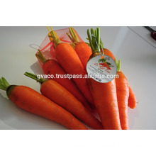 NEW FRESH CARROT EXPORTER BEST PRICE AND TOP QUALITY